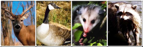 Co-Exisiting With Wildlife
