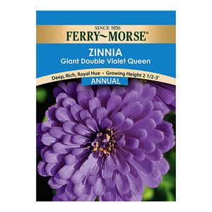 Ferry~Morse&reg; Zinnia Giant Double Violet Queen Annual Seedsimage