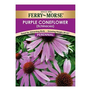Ferry~Morse&reg; Purple Coneflower (Echinacea) Perennial Seedsimage