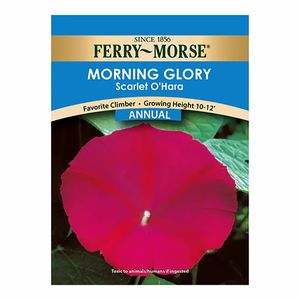 Ferry~Morse&reg; Morning Glory Scarlet OHara Annual Seedsimage
