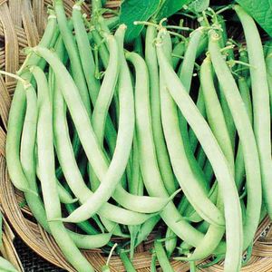 bean garden top cropimage