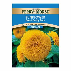 Ferry~Morse&reg; Sunflower Dwarf Teddy Bear Flower Annual Seedsimage