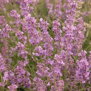 Ferry~Morse&reg; Lavender Munstead Herb Seedsimage