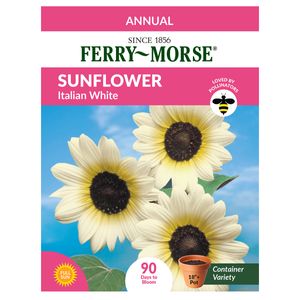 sunflower - italian whiteimage