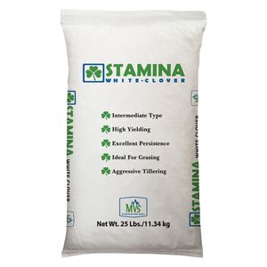 Mountain View&reg; Stamina White Cloverimage