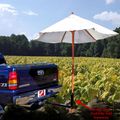 Umbrella Hitch Holder