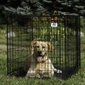 Miller X-Large Double Door Wire Pet Crate