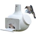 9 In. Wide Purple Martin and Swallows Gourd