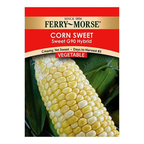 Sweet Corn G90 Hybrid | Agri Supply