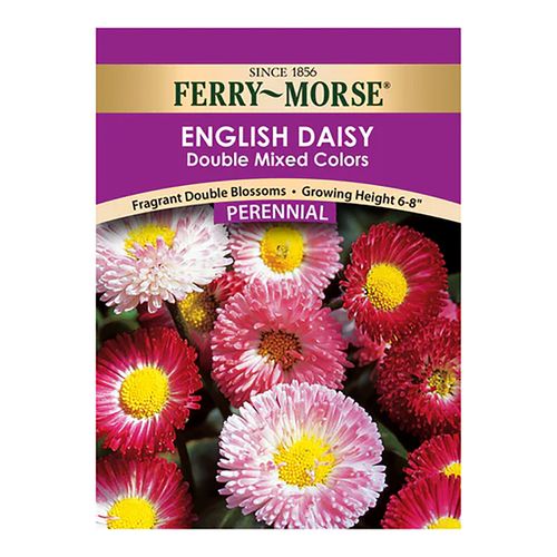 English Daisy Double Mix Color | Agri Supply